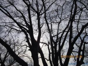 Winter Sun caught in trees